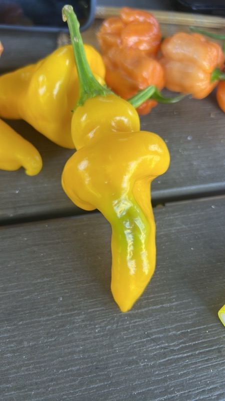 Monkey Face Yellow