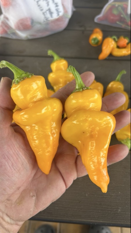 Monkey Face Yellow