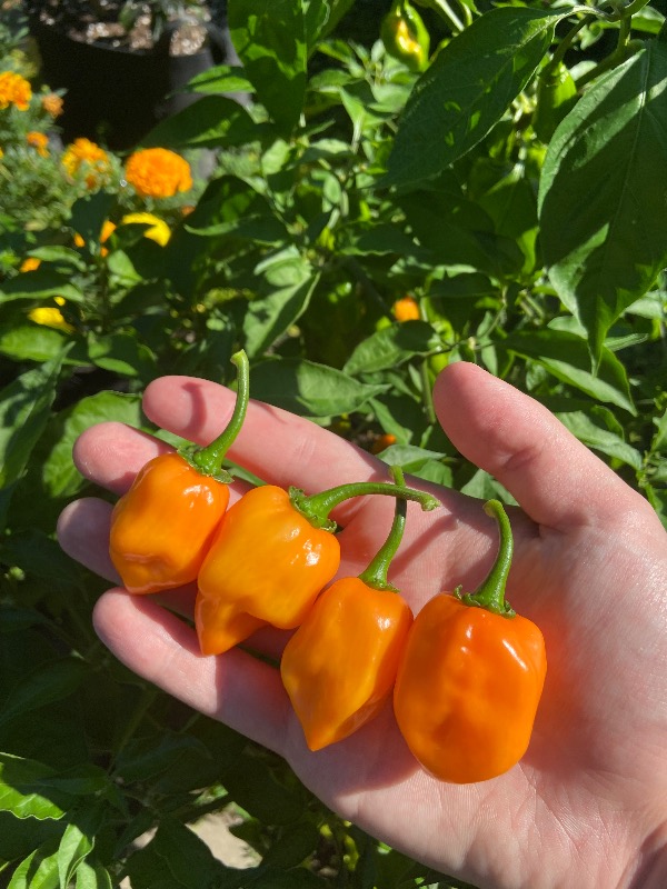 Orange Habanero