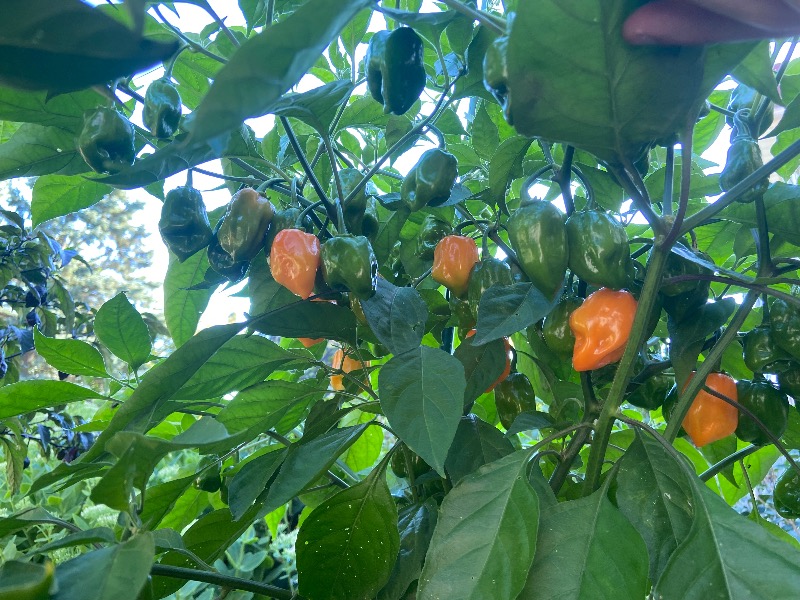 Orange Habanero photo 2