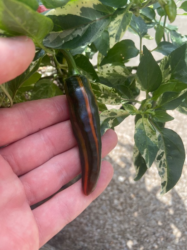 Pickles Blood