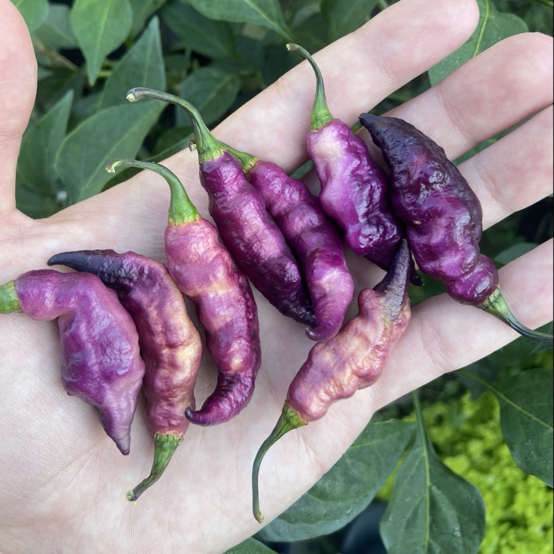 Pink Tiger Pepper