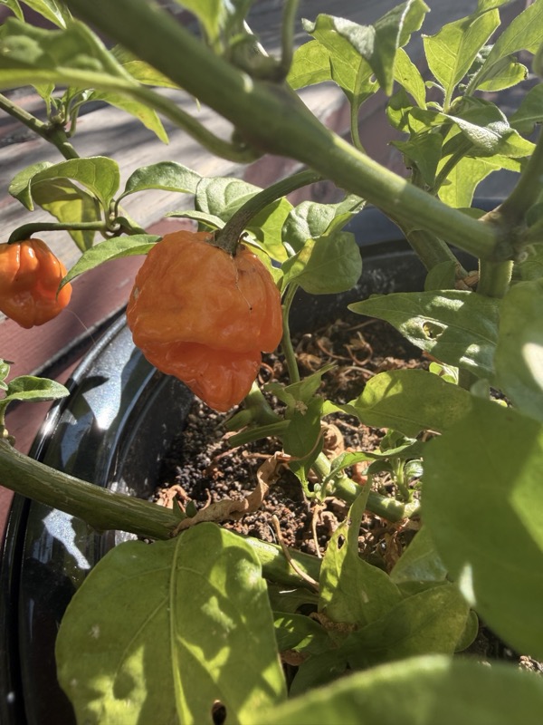 Pseudo Spiral Peach