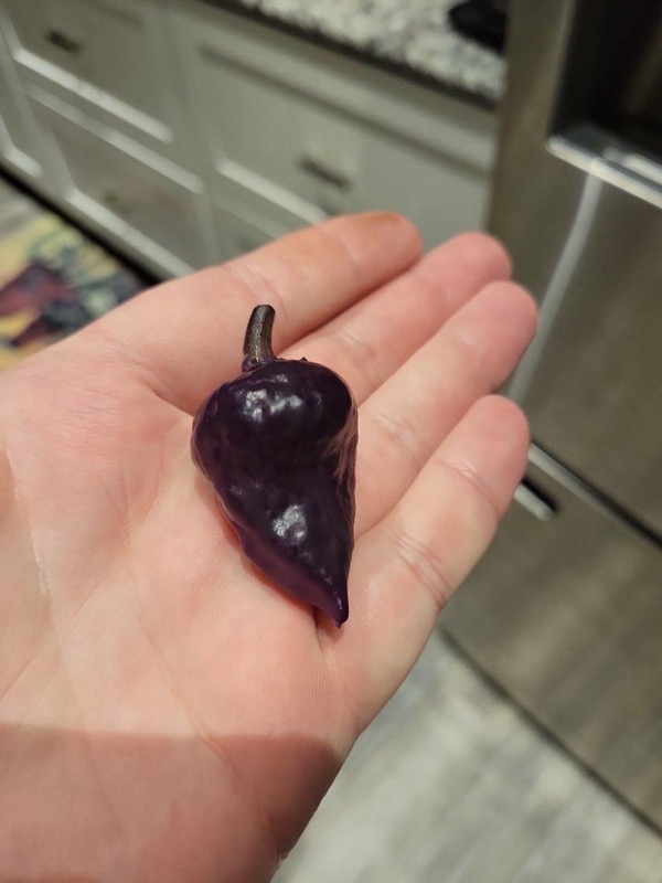 Purple Ufo