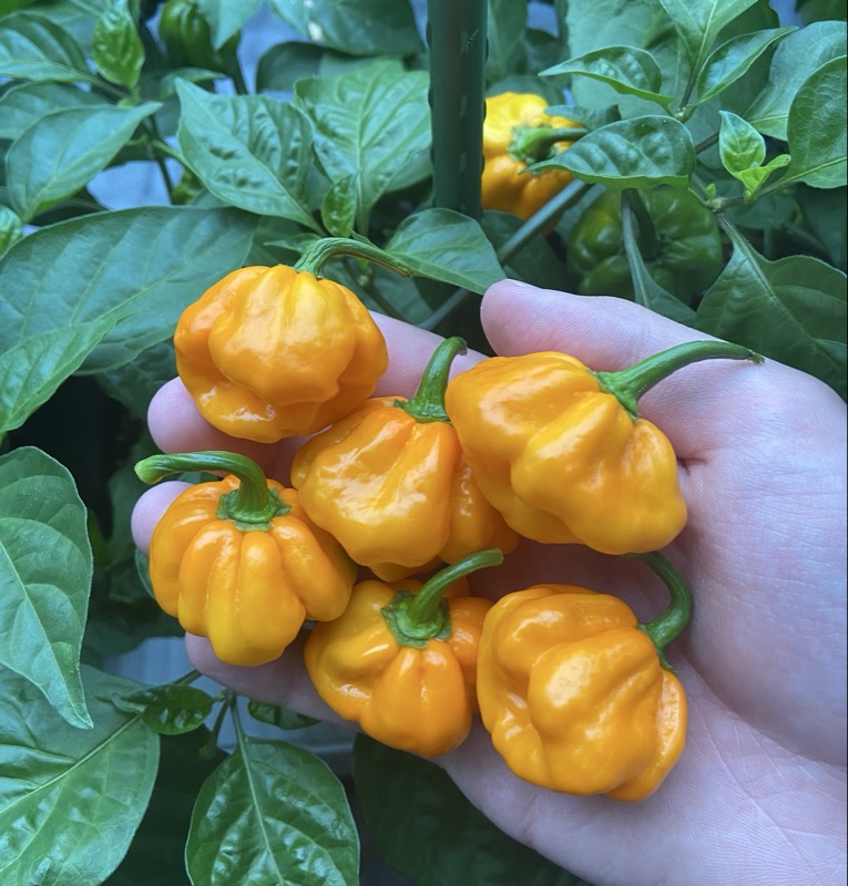 Scotch Bonnet