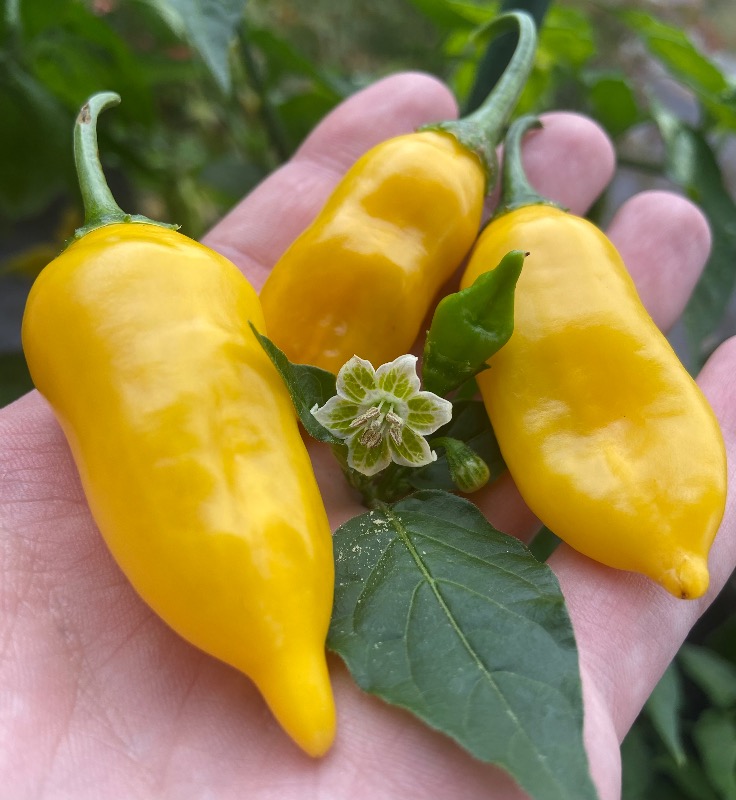 Sugar Drop Lemon