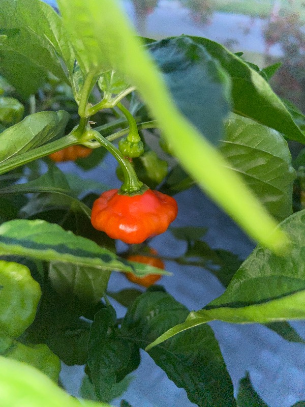 Sweet Bonnet