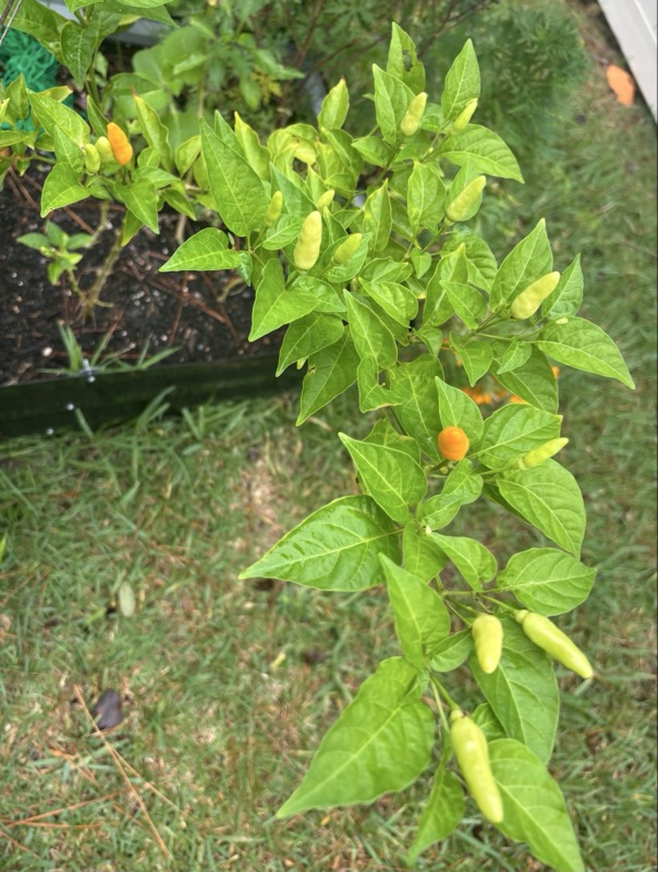 Tabasco