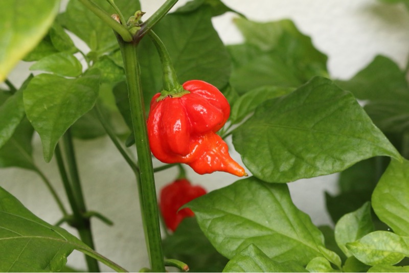 Trinidad Scorpion
