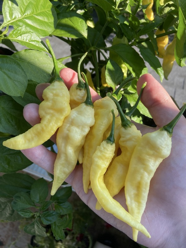 White Bhut Jolokia