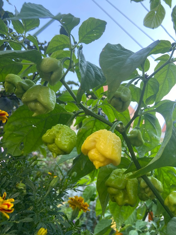 White Moruga Scorpion photo 2